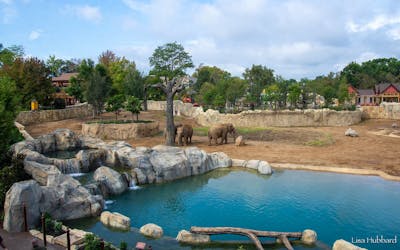 Cincinnati Zoo Elephant Trek