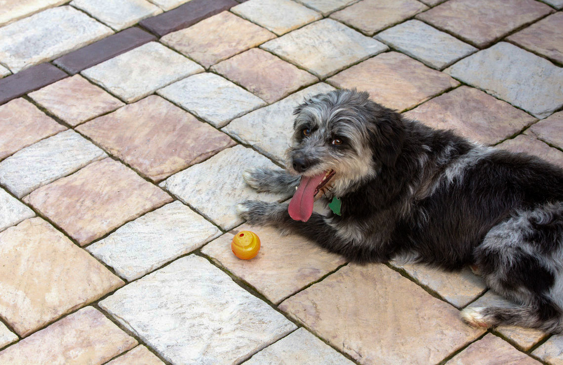 new mission pavers with dog laying down