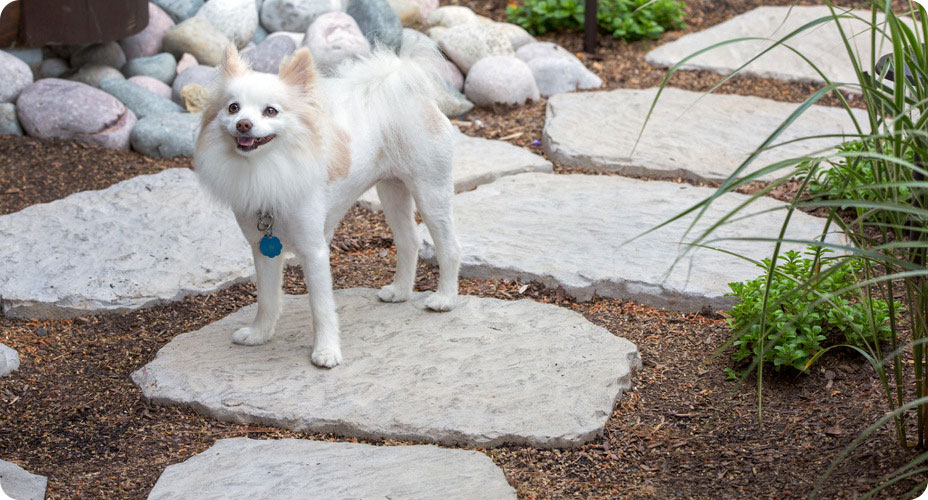 small dog on superior steppers walkway