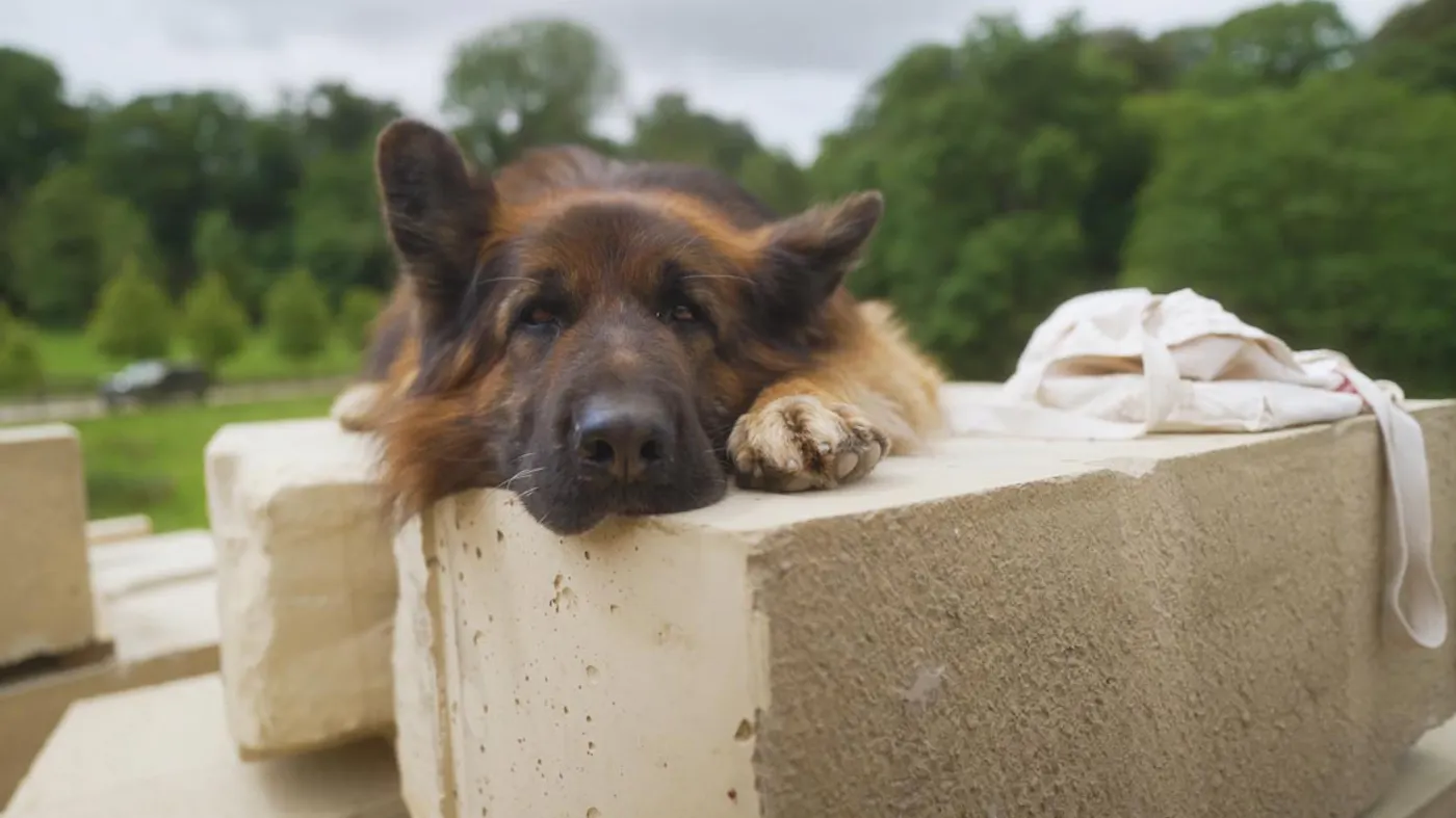 Dog laying on Grand Ledge blocks