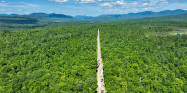 view of forest