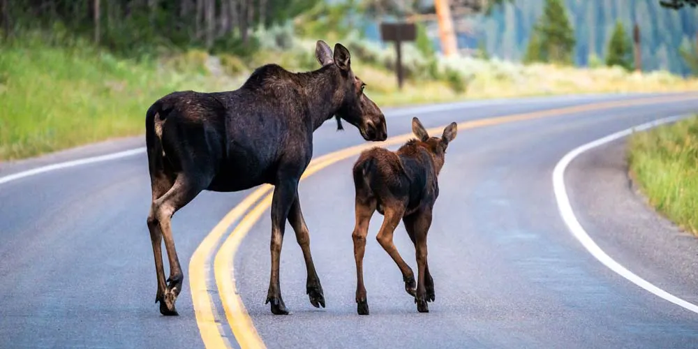 Moose-pic.jpg