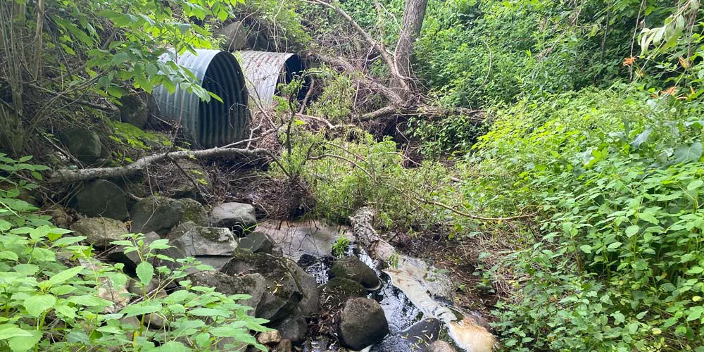 A stream flows through two aging steel culverts, preventing the passage of aquatic organisms.