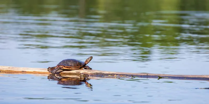 turtle